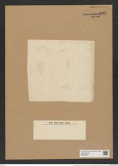 Coscinodiscus leptopus Grun. (de-Toni-Nr.: Genus 202, Species 4908) Zeichnungen Sammlung Grunow Nr. 8669 (NHMW-BOT-W0378079)